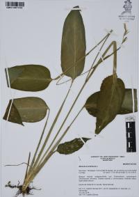Maranta arundinacea image